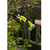  Секатор аккумуляторный Ryobi RY18SCA-0 (5133005024) 